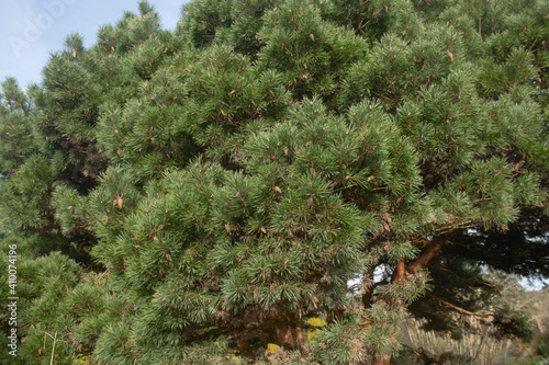 Lush Green Winter Foliage of an Evergreen Conifer Dwarf Scots Pine Tree (Pinus sylvestris 'Chantry Blue') Growing in a Country Cottage Garden in Rural Devon, England, UK