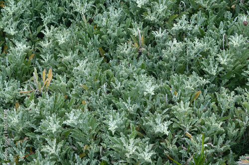 Green Leave Texture in Garden
