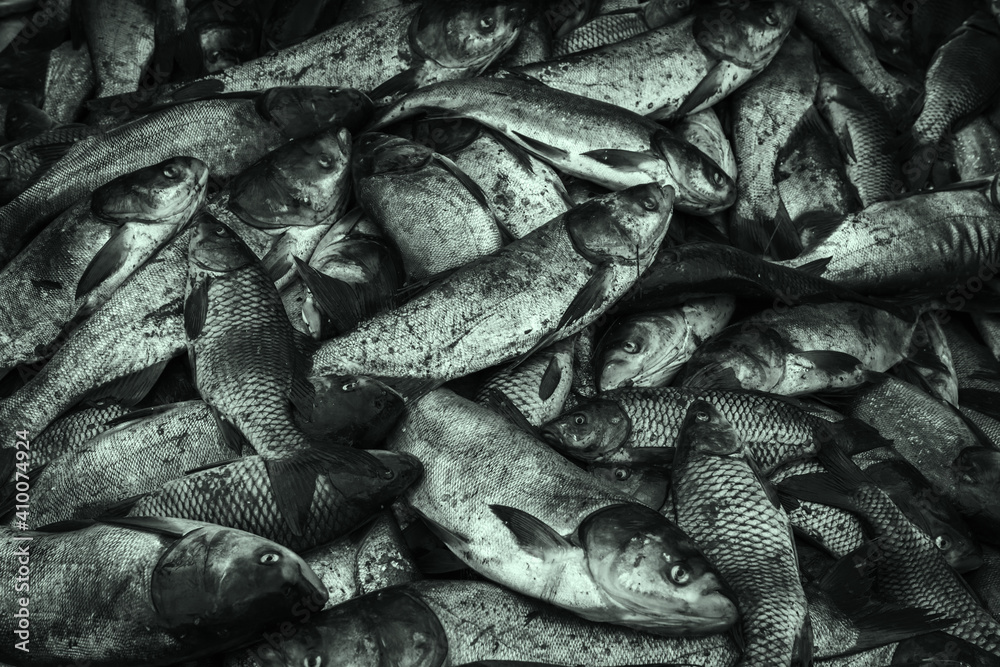 Fototapeta premium industrial fishing. illegal fishing and seafood.