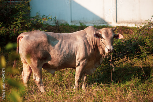 Closeup of Beefmaster cattle bull in Thailand photo