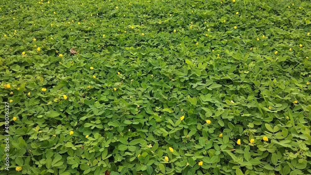 green grass background