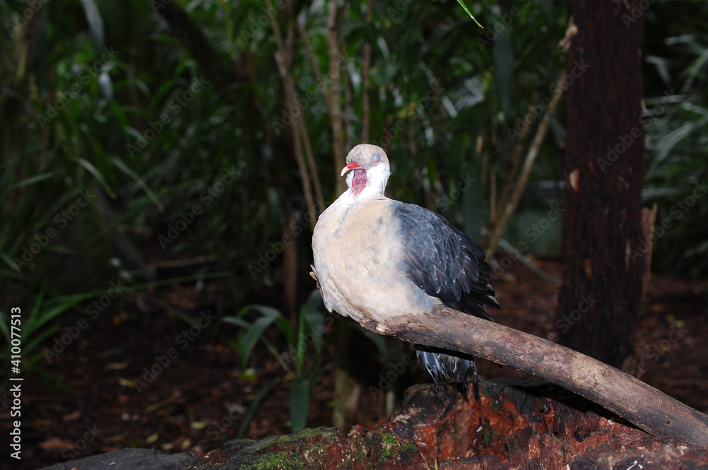 Obraz premium white-headed pigeon