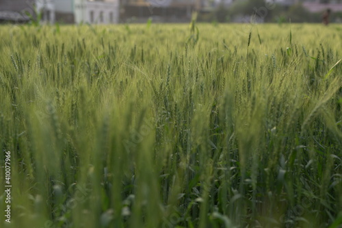 sunlight on green Wheatfield 