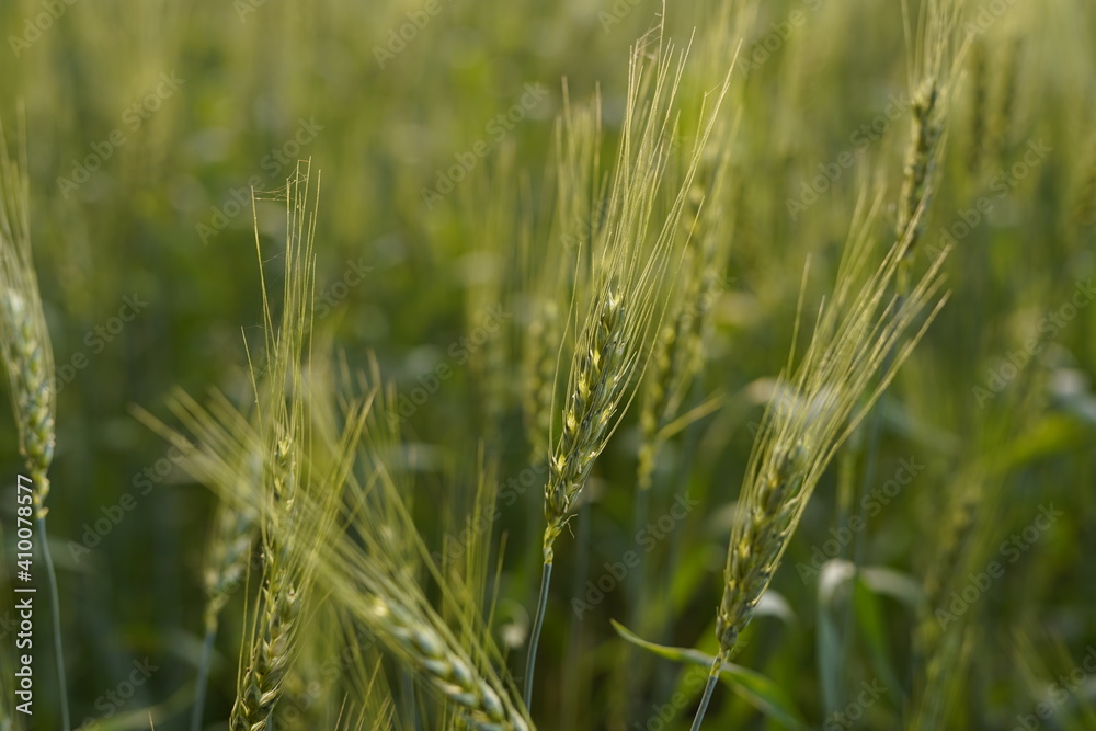 sunlight on green Wheatfield sunlight on green Wheatfield