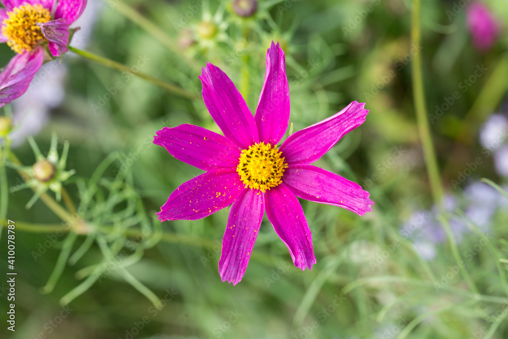Macro of Garden Cosmos flower (latin name: Cosmos bipinnatus). Green, blurry background. Macro of Garden Cosmos flower (latin name: Cosmos bipinnatus). Green, blurry background.
