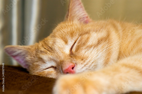 Wallpaper Mural sleeping on the couch red cat close up Torontodigital.ca