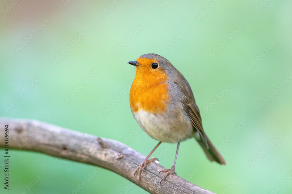 European robin (Erithacus rubecula) in autumn. European robin (Erithacus rubecula) in autumn.