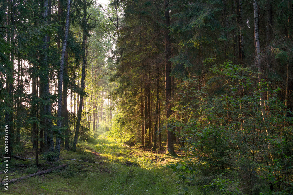 Obraz premium Sunbeams pour through trees in forest