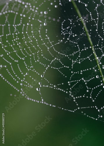 Cobweb, spiderweb with water drop on green background