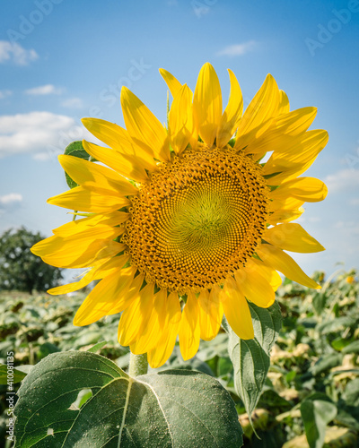 Bright sunflower blooming on blue sky