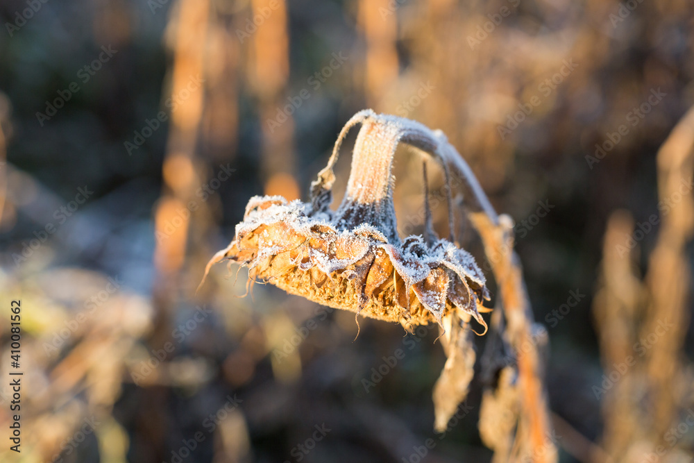 Fototapeta premium Dried sunflower covered with hoarfrost. With hanging flowerhead. Symbol for sorrow, sadness and winter.