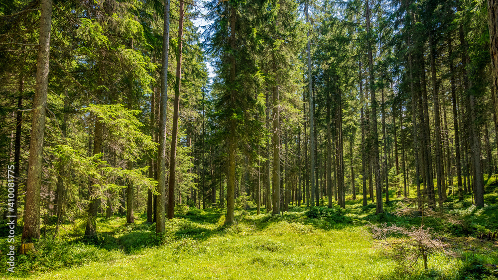 pine tree forest in Austria