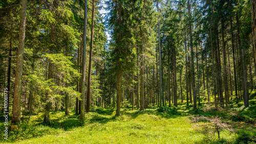 pine tree forest in Austria