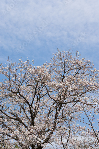 国分城山公園 青空を背景に桜 