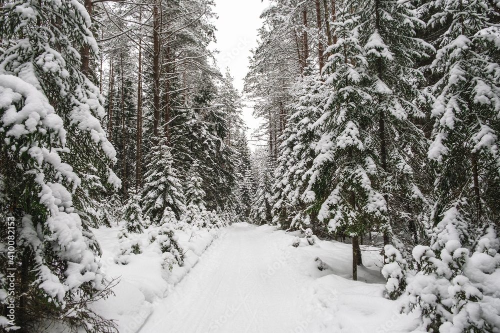 Beautiful atmospheric winter road and snow covered trees in the forest. Winter nature background. Beautiful atmospheric winter road and snow covered trees in the forest. Winter nature background.