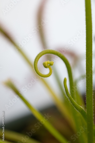 Sundew flower - carnivorous plant