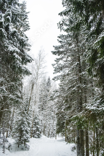 Beautiful atmospheric winter landscape. Snow covered trees in the forest. Winter nature background. Vertical photo.
