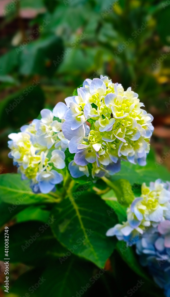 hydrangea flower