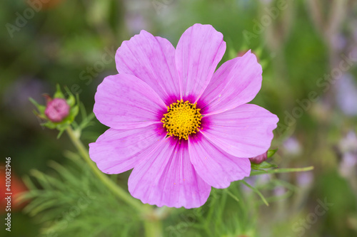 Close-up of a pink garden cosmos flower  latin name  Cosmos bipinnatus . Top down view.