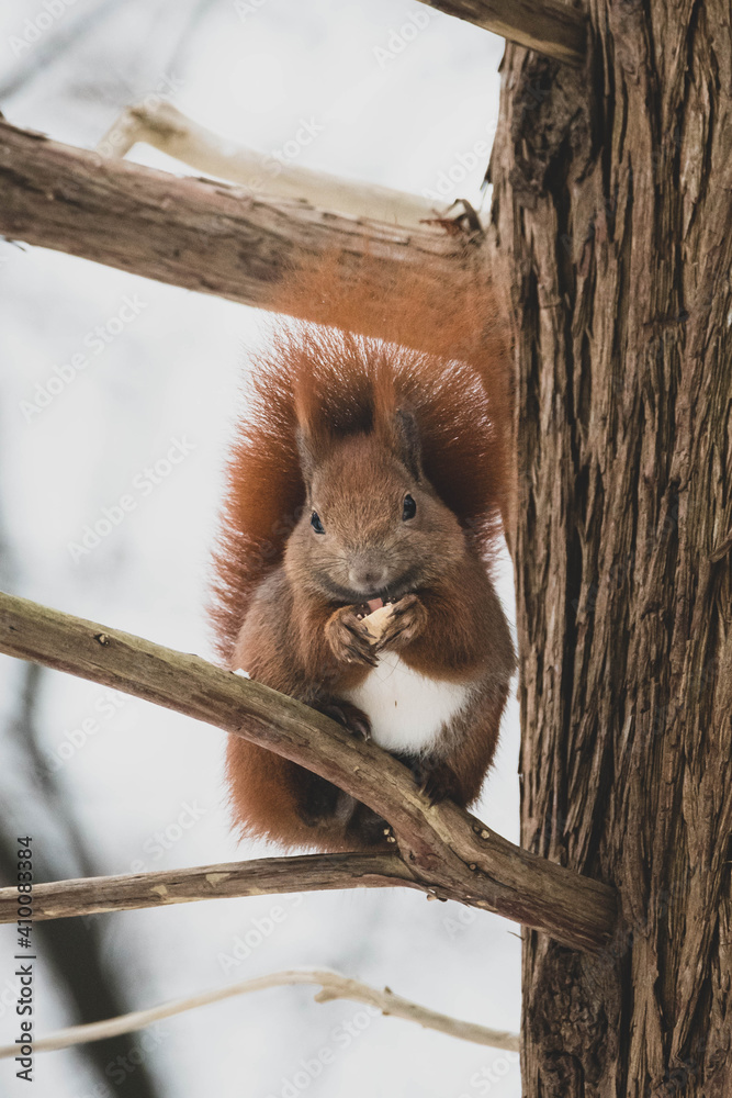 Naklejka premium Eichhörnchen im Winter Schnee X