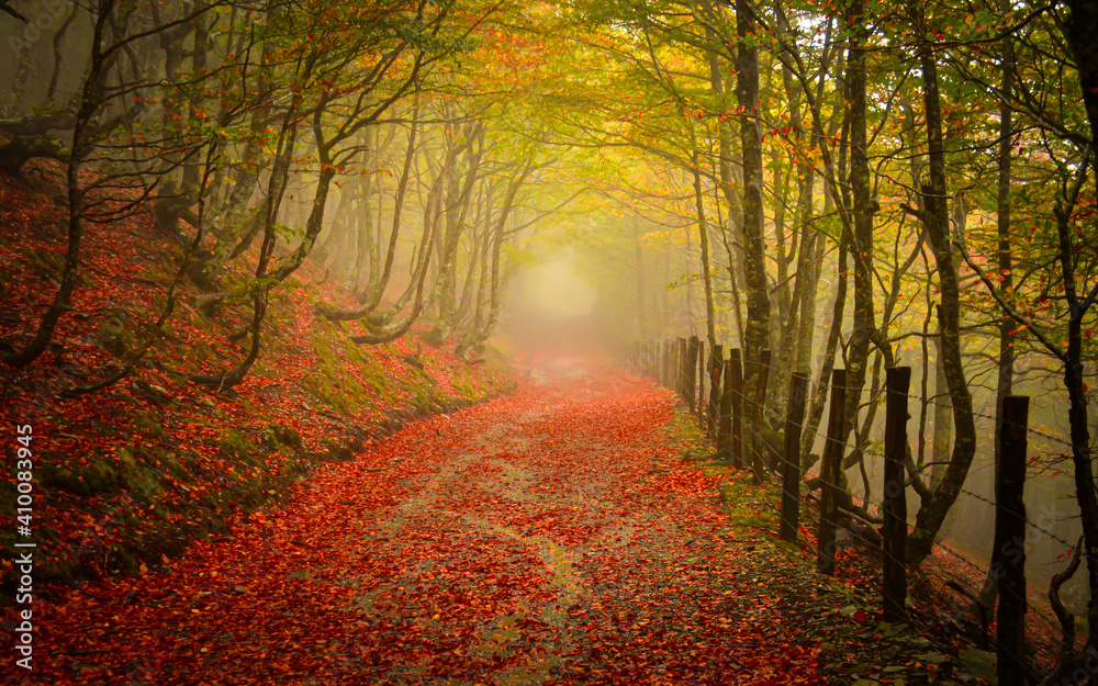 Obraz premium Mysterious path through beautiful forest