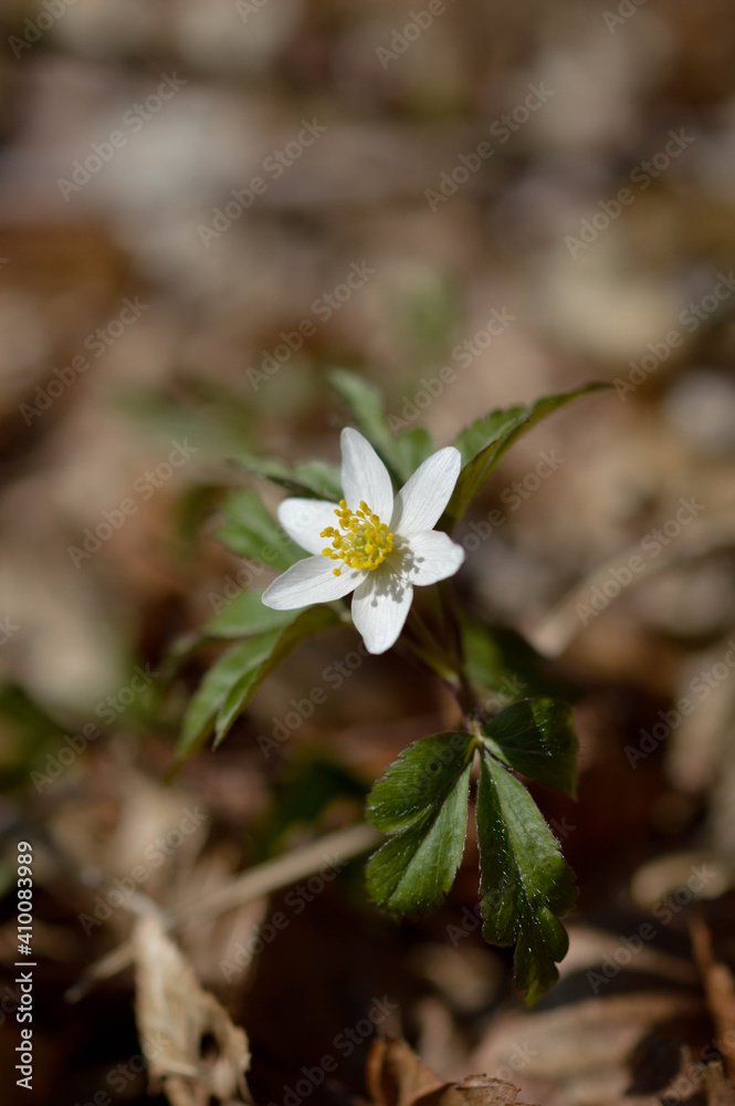 Wood anemone, early spring white wildflower in nature.