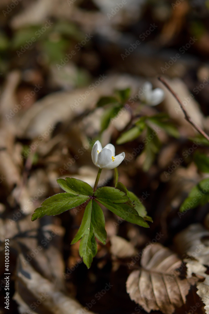 Wood anemone, early spring white wildflower in nature. Wood anemone, early spring white wildflower in nature.