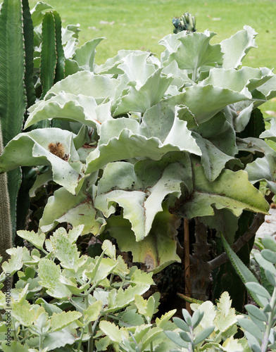 (Kalanchoe beharensis) Kalanchoé de Behara ou Kalanchoé à oreilles d'éléphant au feuillage gris verdâtre, opposé en forme de pelle triangulaire à trois lobes à bord ondulé et bronzé  photo