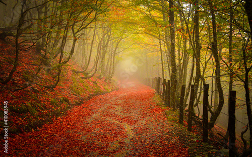Mysterious path through beautiful forest photo