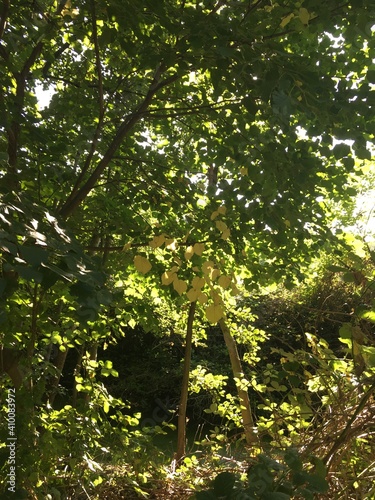 Pflanzen im Wald