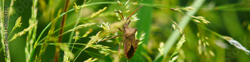 Heteroptera. Insect on the grass field