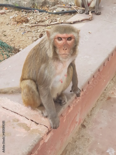Cute monkey making eyes contact