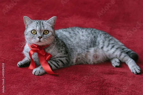 Mother cat on the red background