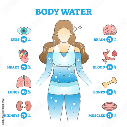 Body water as anatomical human organ fluid balance and usage outline concept