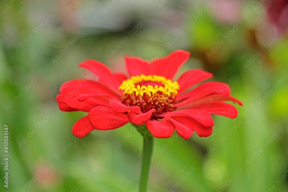 The simplicity of red and pink flower for valentine day The simplicity of red and pink flower for valentine day
