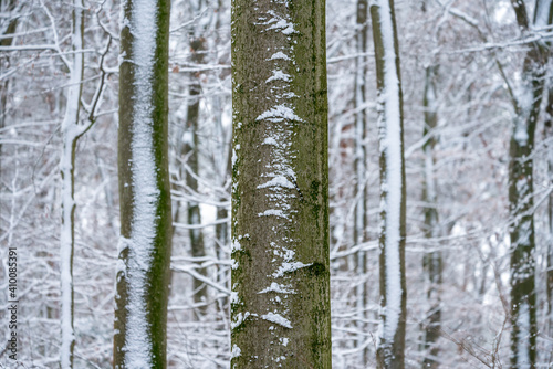 Tree trunk in a snowy winter forest