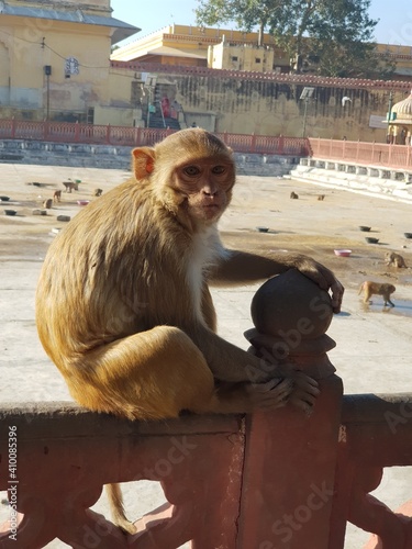 Cute monkey making eye contact