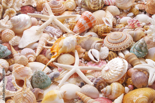 Seashells and sea stars as background. 