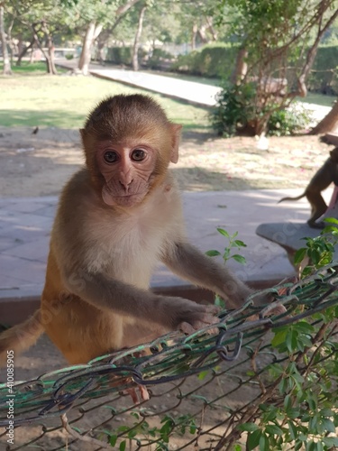 Cute monkey making eyes contact