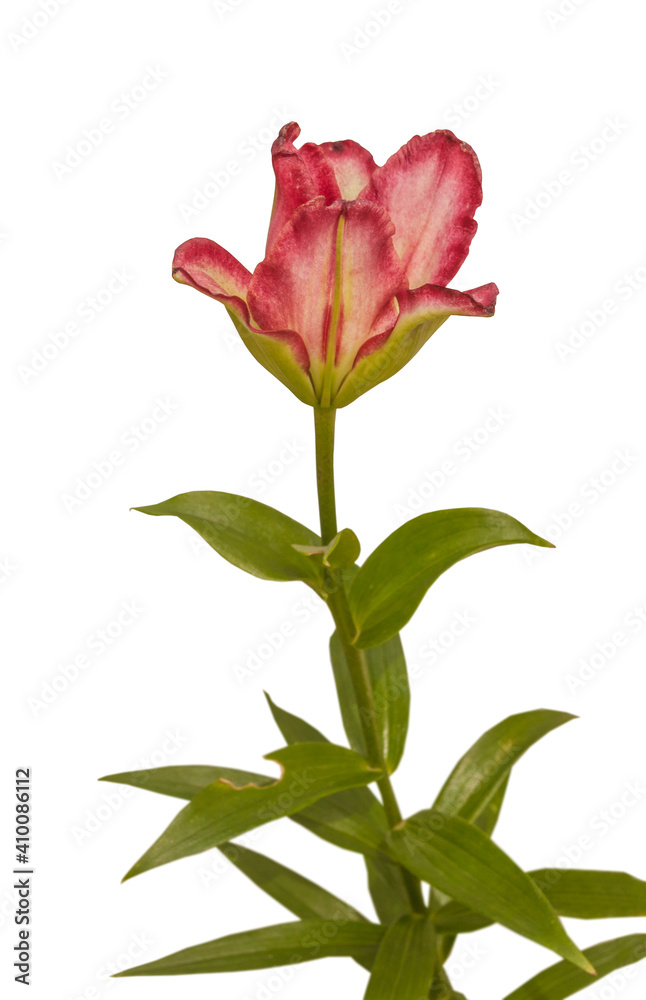 Double Asiatic Lily ‘Double Sensation’ on white background isolated Double Asiatic Lily ‘Double Sensation’ on white background isolated