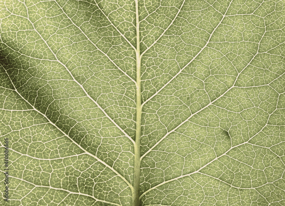 Vegetative background. Close up leaf texture Vegetative background. Close up leaf texture