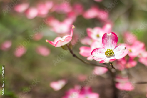 Blossoming dogwood against the sky. Flower of a pink dogwood close-up. Cornus florida rubra © Liudmila