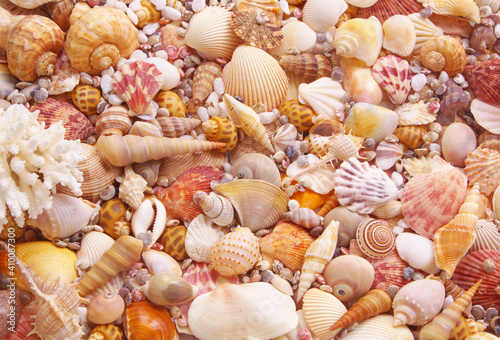 Tropical seashells background