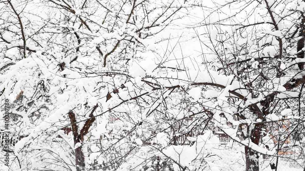 Branches of young apple tree under snow in sunny frosty morning, fence in the background Branches of young apple tree under snow in sunny frosty morning, fence in the background