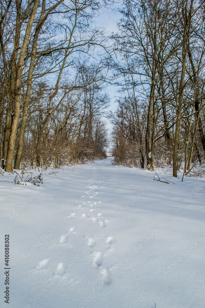 Obraz premium winter in the forest