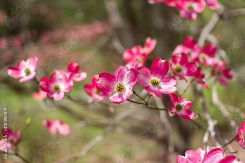 Blossoming dogwood against the sky. Pink dogwood. Cornus florida rubra © Liudmila
