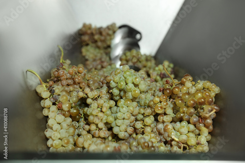 Photos Fresh ripe grapes in crusher, closeup. Winemaking process