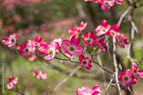 Blossoming dogwood against the sky. Pink dogwood. Cornus florida rubra