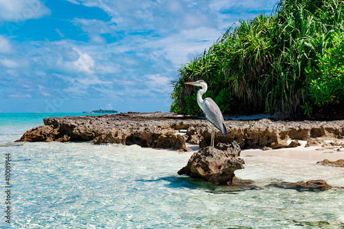 Large Bird on Maldive Island Sand Beach