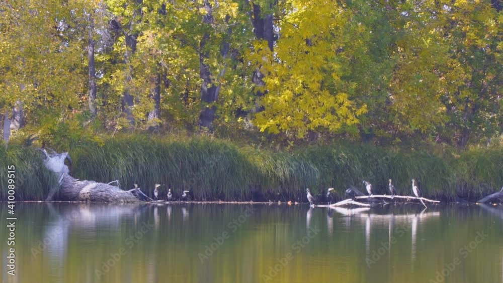 Panorama Cormorants on a snag that fell into the water Panorama Cormorants on a snag that fell into the water